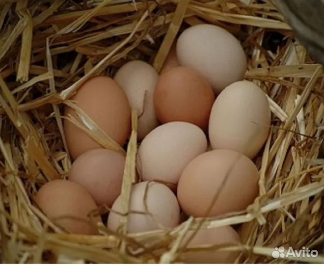 Домашние куриные яйца
