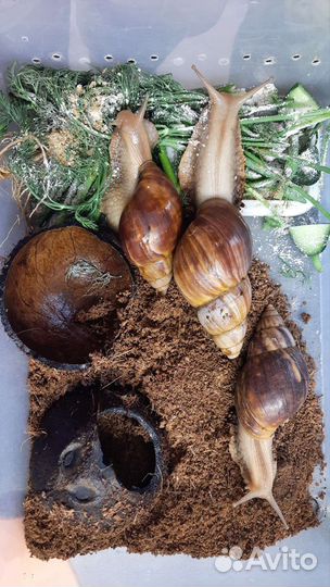 Улитки ахатины