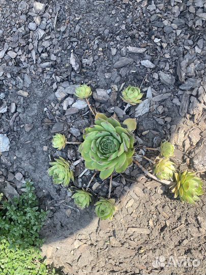 Каменная роза