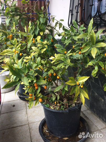 Цитрусы в Сочи