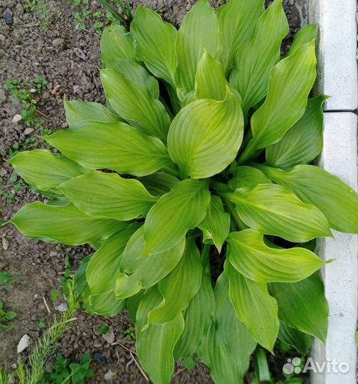 Многолетники