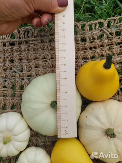 Тыква декоративная для декора, букета, фотосессии