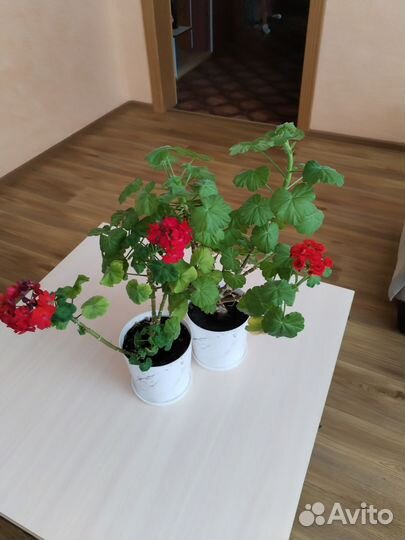 Продам цветы комнатные