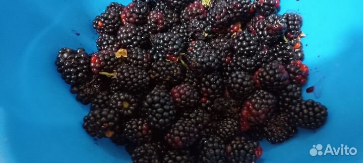 Саженцы ежевики безшиповой