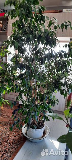 Комнатные цветы шефлера