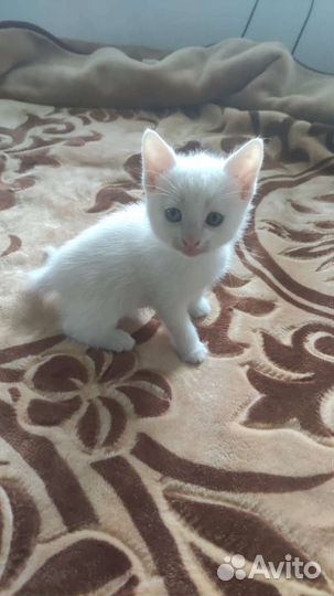 Котята в дар