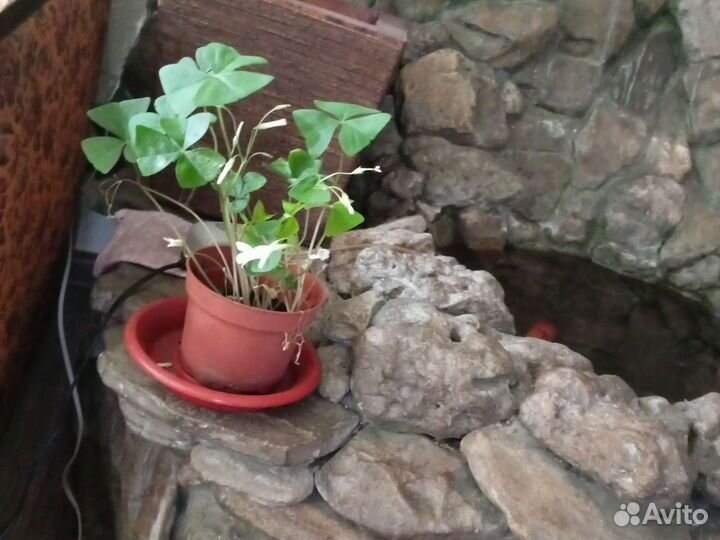 Комнатные цветы кислица и др