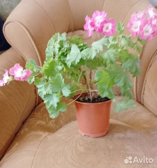 Продам цветок