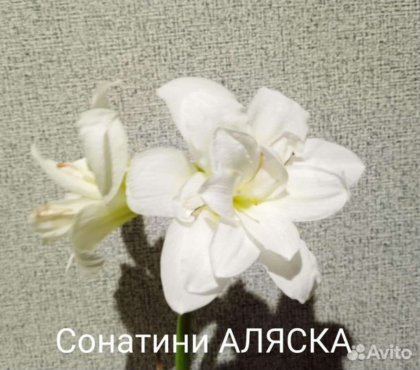 Гиппеаструм