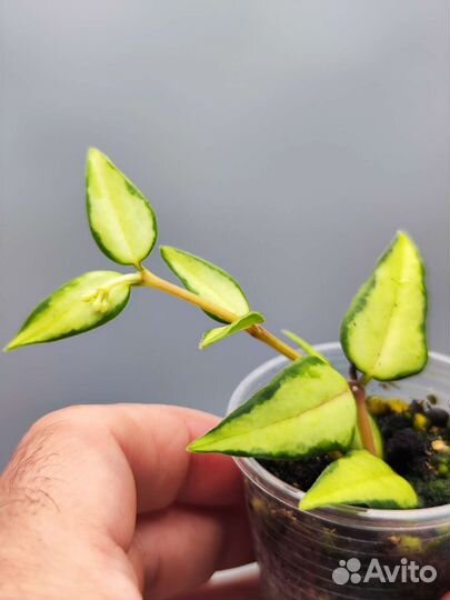 Хойя Луис буис / hoya luis buis