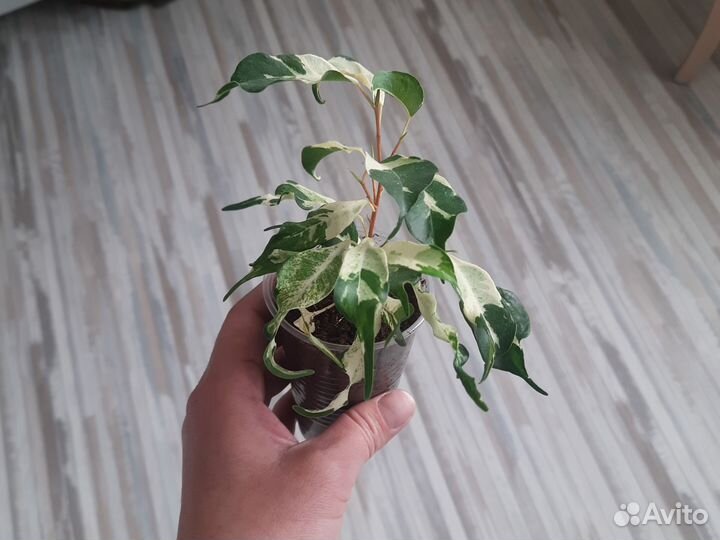 Фикус керли