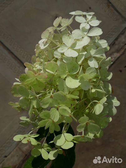 Гортензия метельчатая Limelight 3-хлетний куст