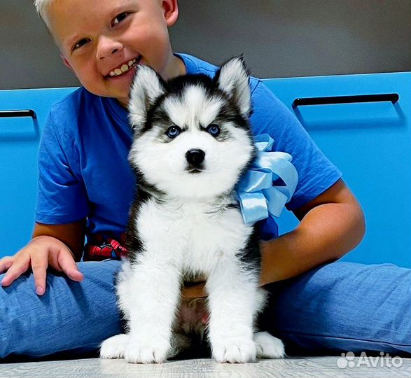Хаски щеночки разных окрасов