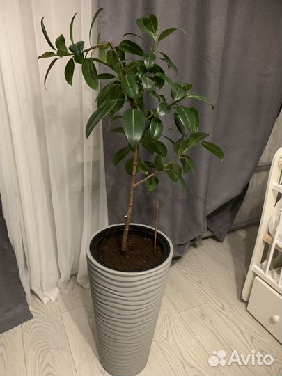 Фикус каучуконосный большой