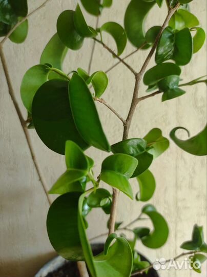 Фикус Бенджамина, сорт Букле 50 см