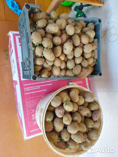 Семенной картофель