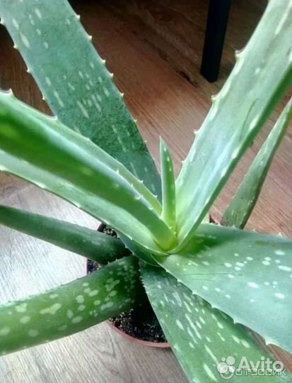 Домашний доктор. алоэ вера