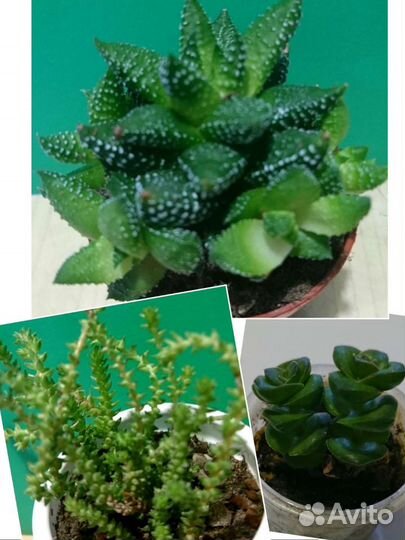 Суккуленты разные