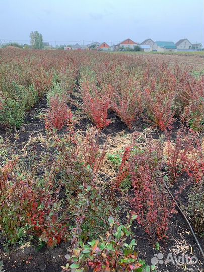 Кизильник блестящий окс 80-100 см