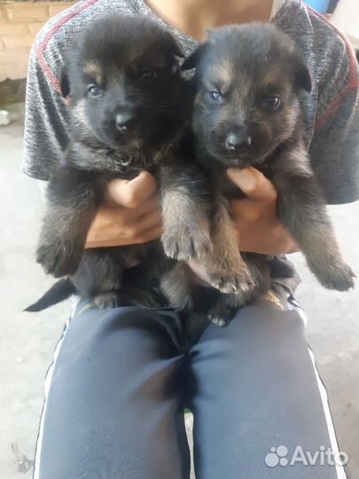 Щенки немецкой овчарки