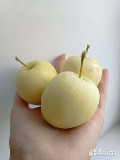 Яблоки домашние