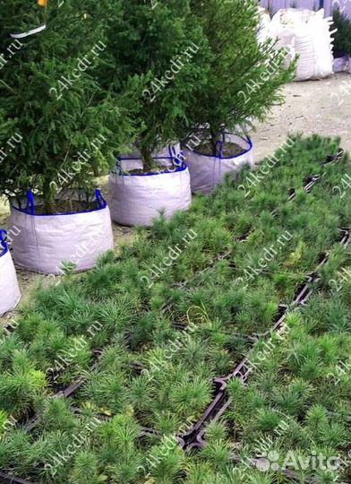 Сибирский кедр. Саженцы