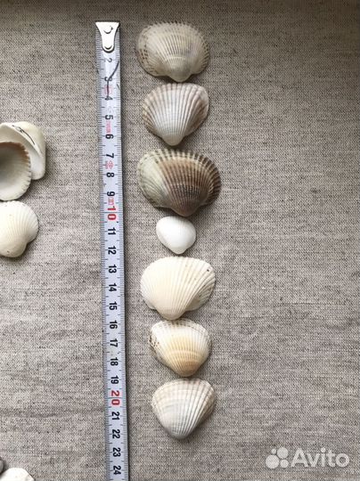 Морские ракушки скафарка 1 кг
