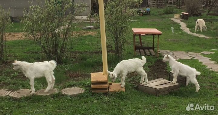 Козочки.Волгоградские