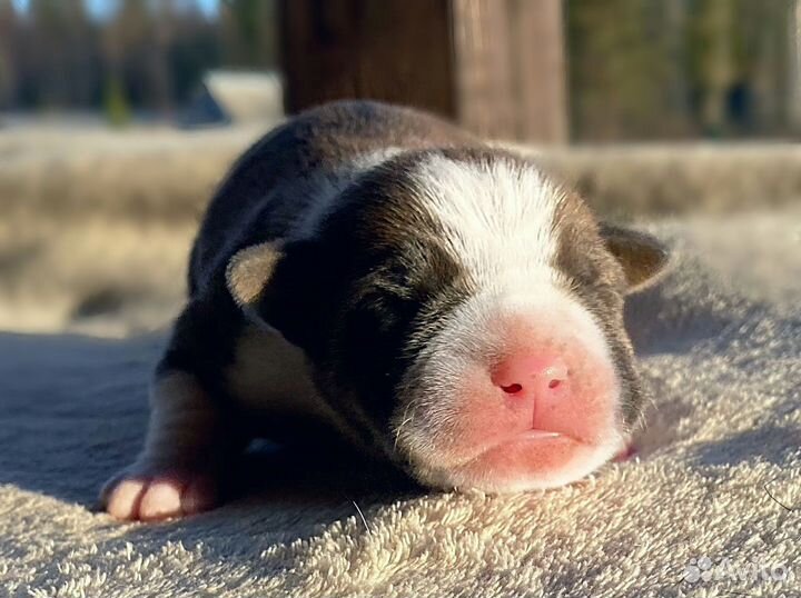 Щенки стаффорда девочки