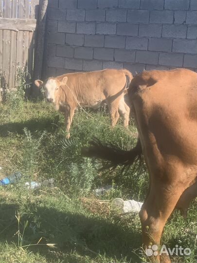 Корова с теленком
