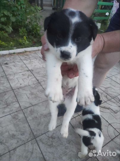 Щенки лайки