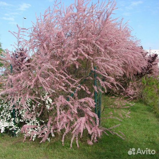 Тамарикс (предзаказ)