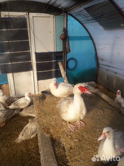 Семья индоуток