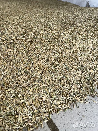 Зерна Овес и Вика, урожай 2024 г