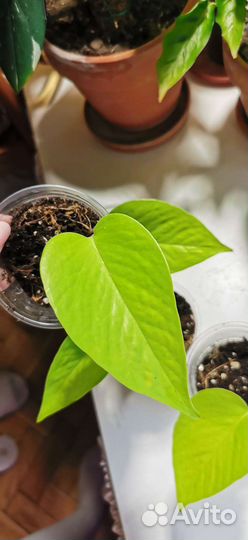 Эпипремнумы, сциндапсусы, Филодендроны и др