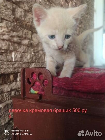 Канадский сфинкс котенок