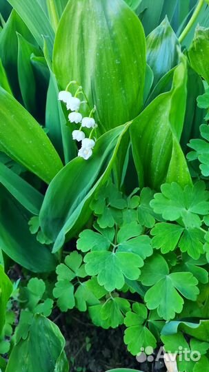 Ландышь майский на рассаду