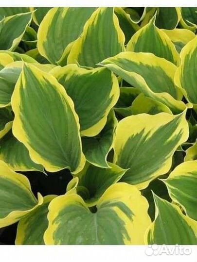 Многолетники садовые