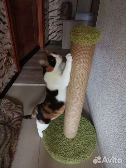 Когтеточка для кошек