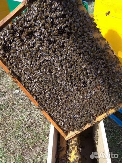 Пчеломатки 2024