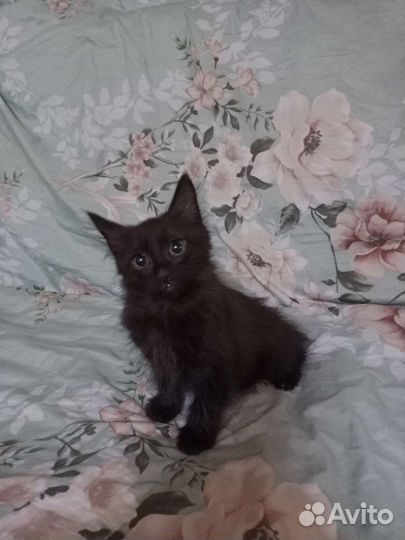 Котëнок в добрые руки