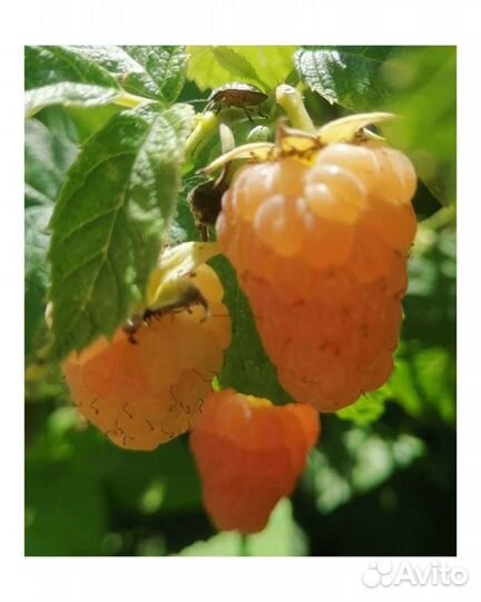 Саженцы малины ремонтантной сорт Брянское диво