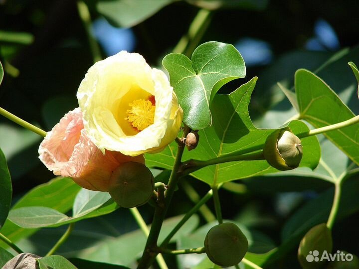 Семена комнатных растений