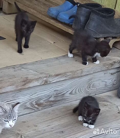 Котята в добрые руки бесплатно
