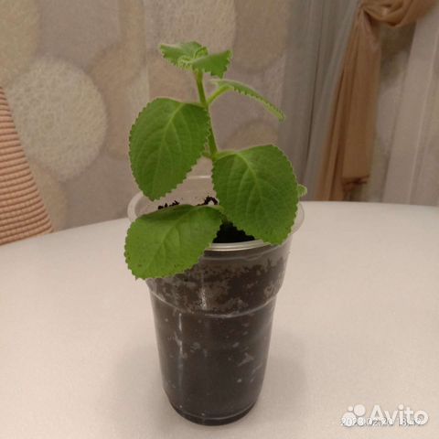 Мята домашняя)