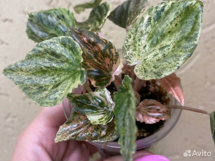 Пеперомия Триколор