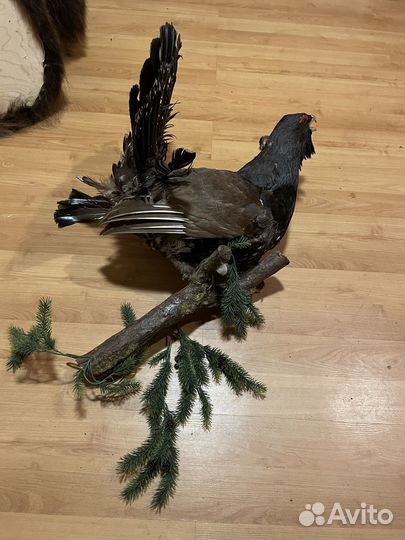 Чучела животных