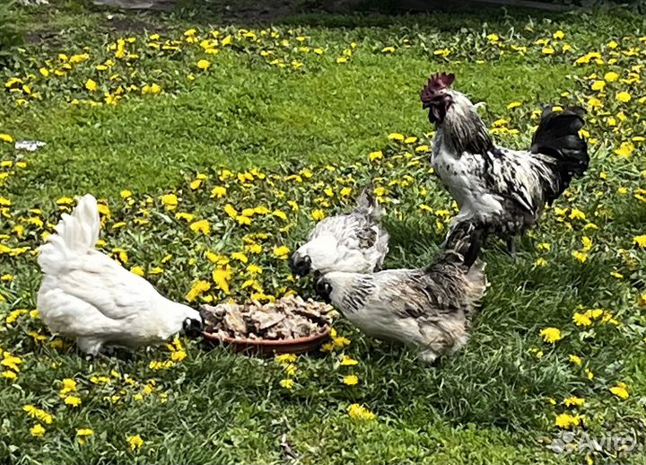 Куры лакеданзи