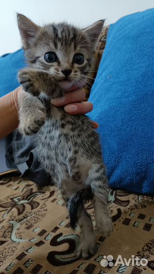 В добрые руки Котята Крысоловы