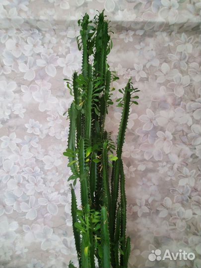 Кактус Молочай Треугольный 110cm